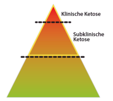 Wellion VET Pyramide Ketosestadien